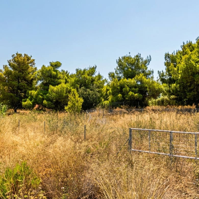 Land plot ground view with dry grass and pine trees, Chalandri, Athens, Greece