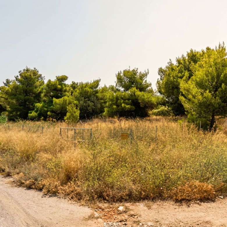Roadside view of the land plot with dry vegetation and pine trees, Chalandri, Athens, Greece