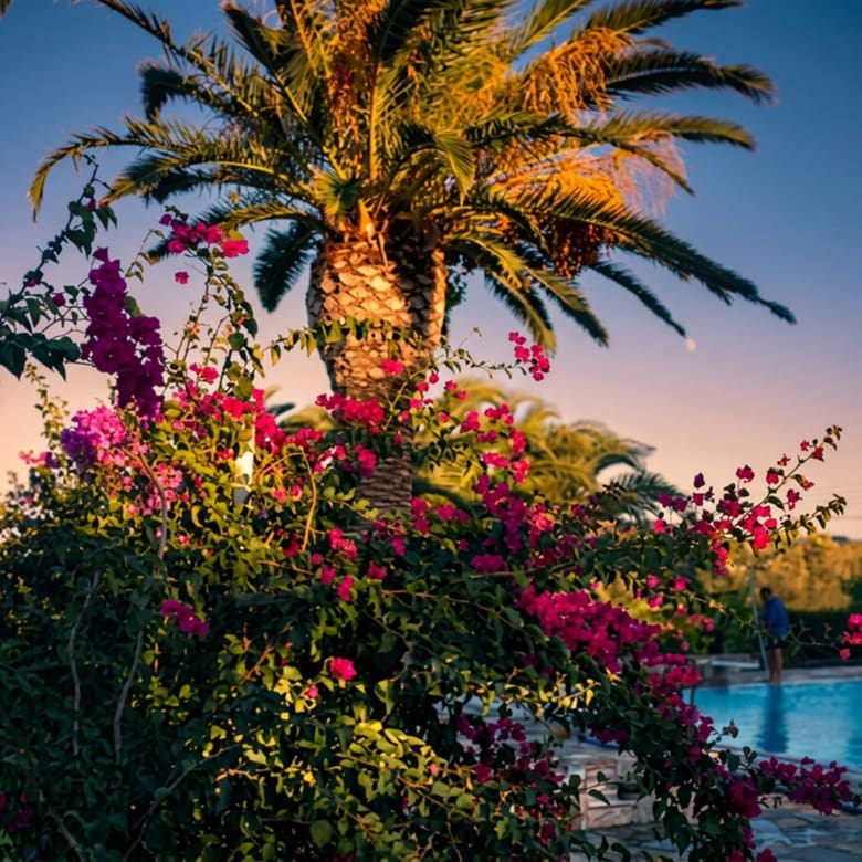 Bougainvillea and palm tree at sunset at a private estate in Porto Rafti, Attica