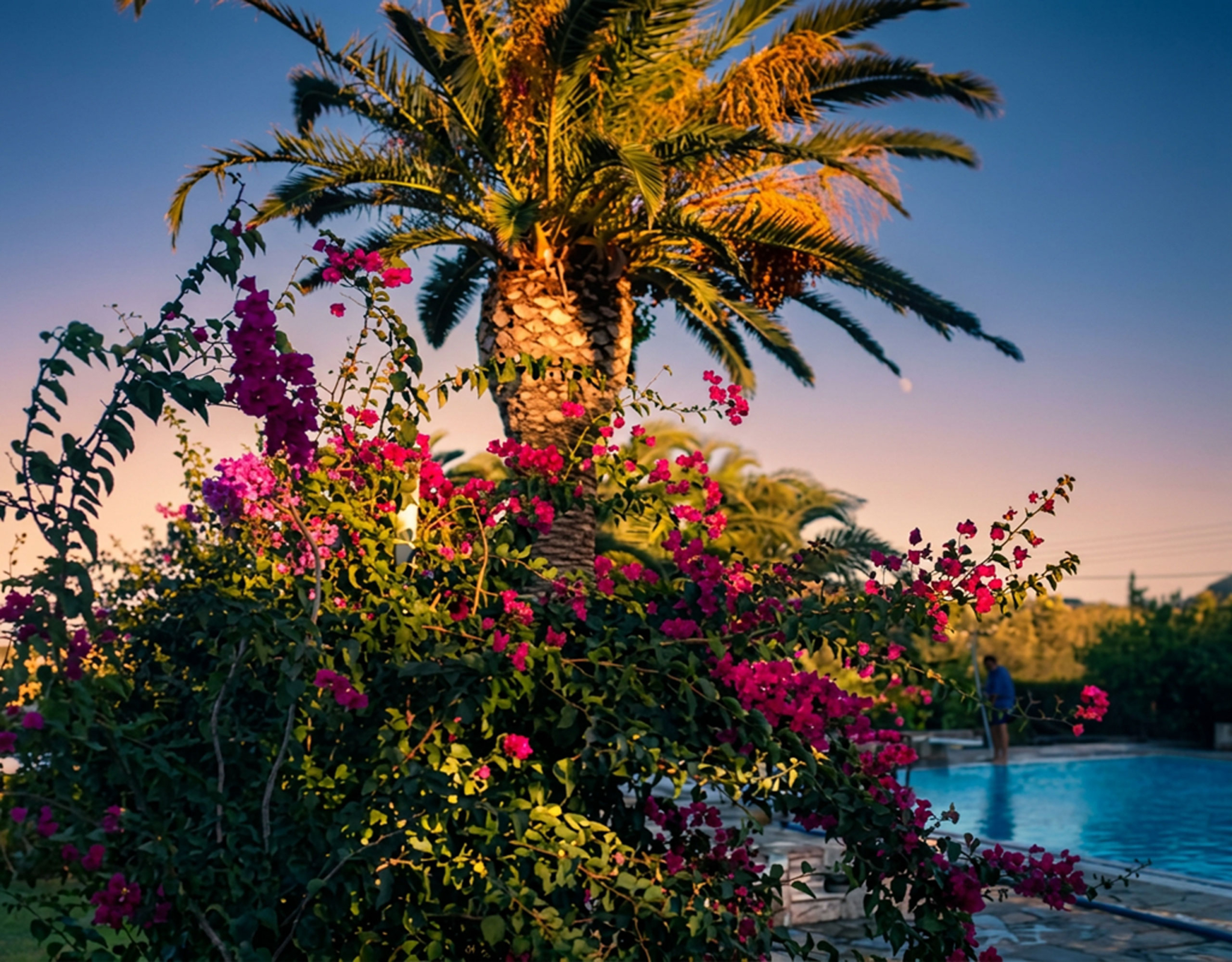 Porto Rafti Estate – Bougainvillea & Palm at Sunset Bougainvillea and palm tree at sunset at a private estate in Porto Rafti, Attica