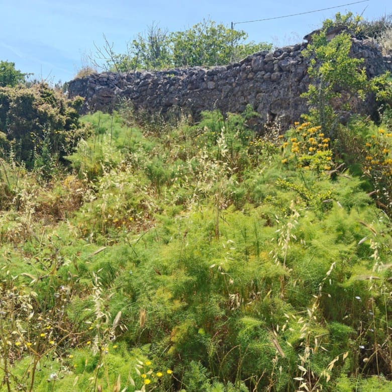 Plot boundary area with shrubs and stone wall detail, Kythira, Greece