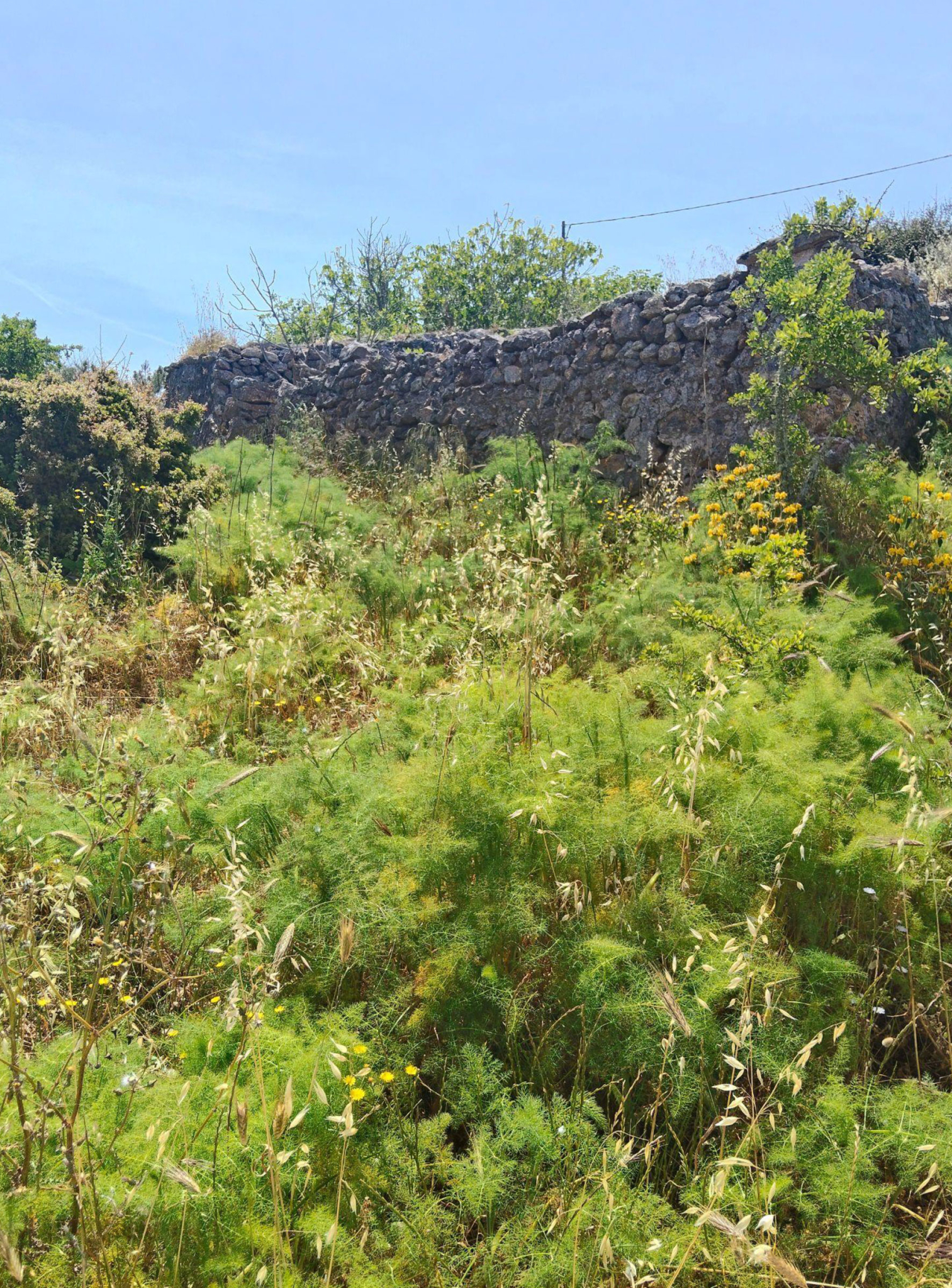 Plot boundary area with shrubs and stone wall detail, Kythira, Greece