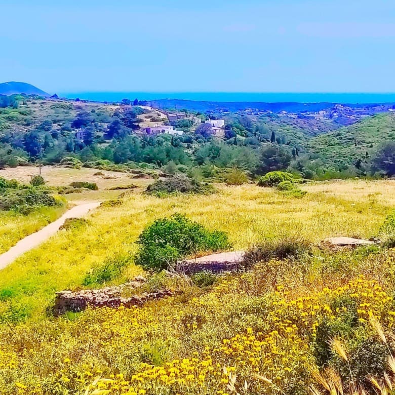 Elevated landscape with wildflowers, access track, and sea view, Kythira, Greece