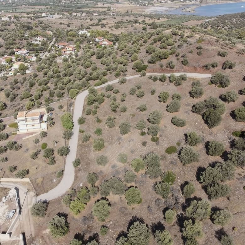 Wide drone view of the plot area with olive trees and distant sea, Ermioni, Greece