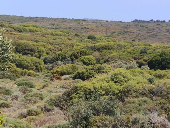 Natural hillside terrain with dense Mediterranean vegetation, Kythira, Greece