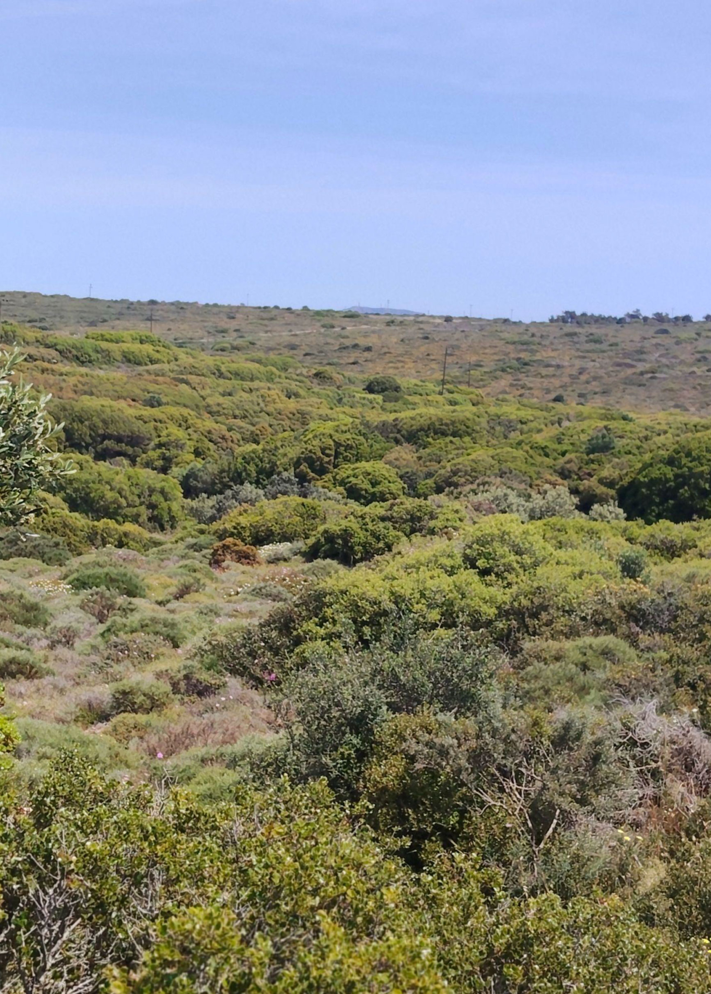 Natural hillside terrain with dense Mediterranean vegetation, Kythira, Greece