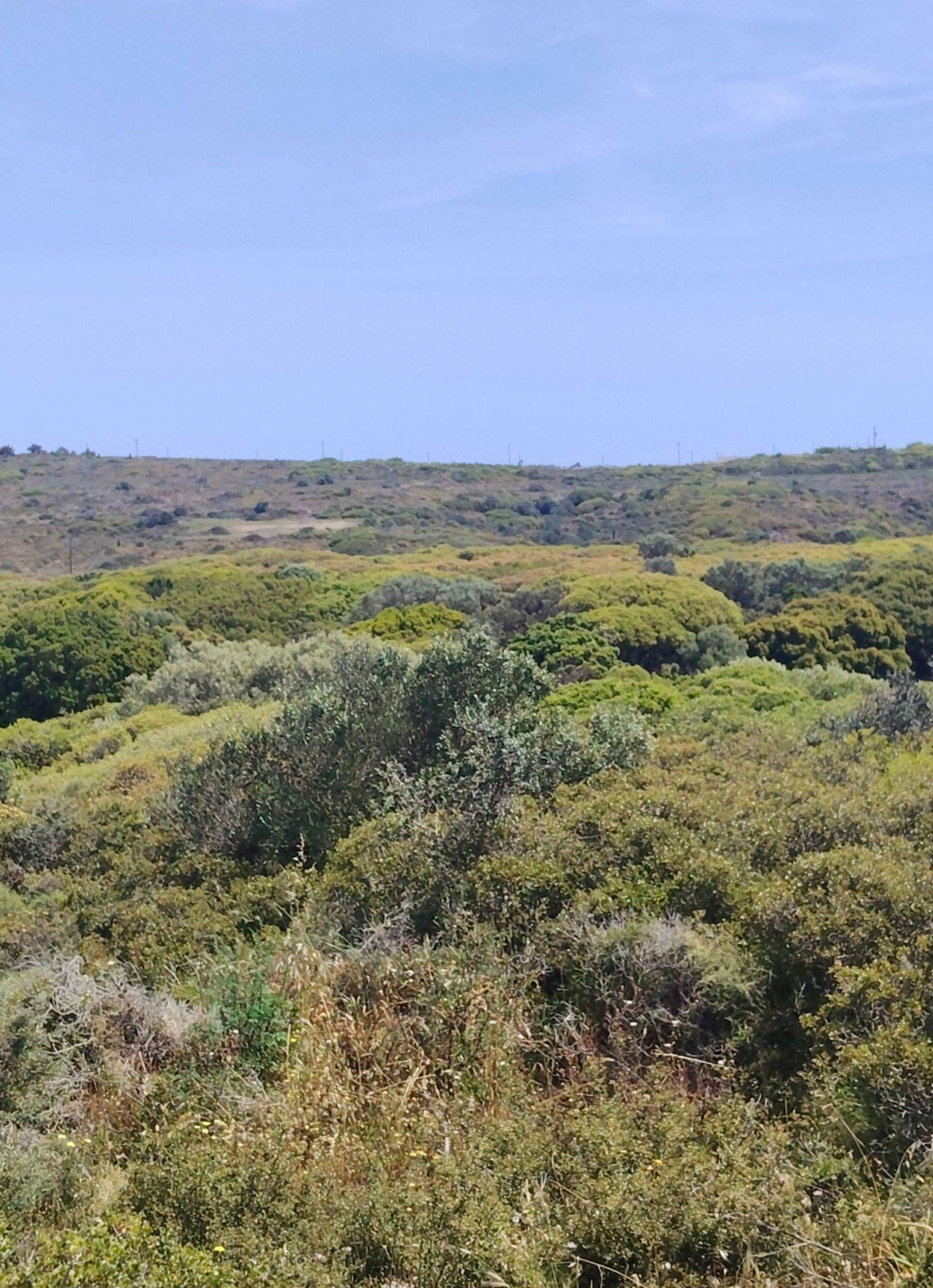 Elevated land view with shrubs and open horizon, Kythira, Greece