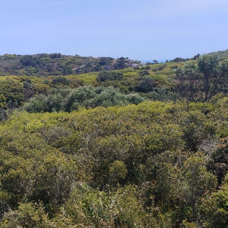Vegetation detail with shrubs and hillside landscape, Kythira, Greece