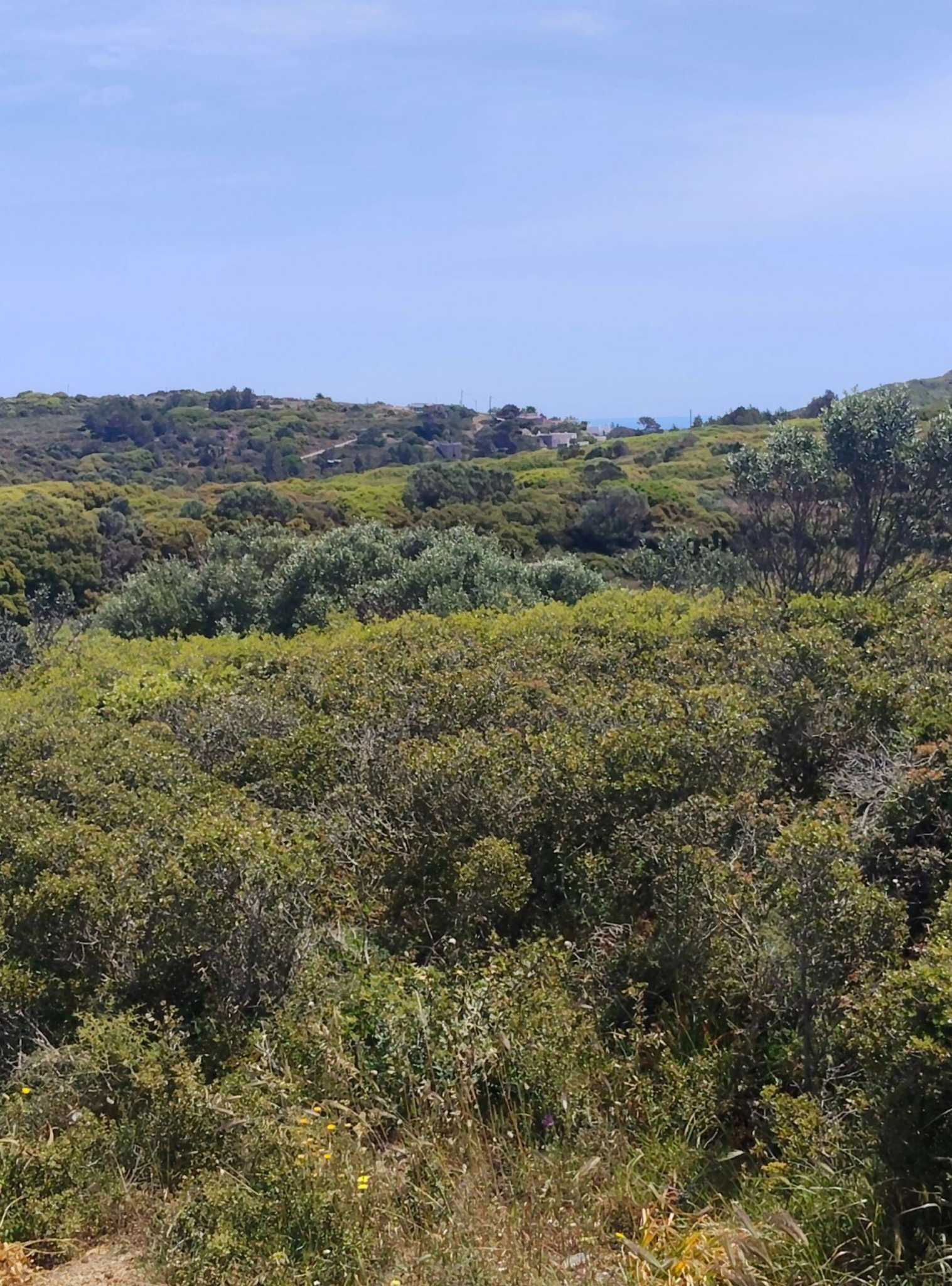 Vegetation detail with shrubs and hillside landscape, Kythira, Greece