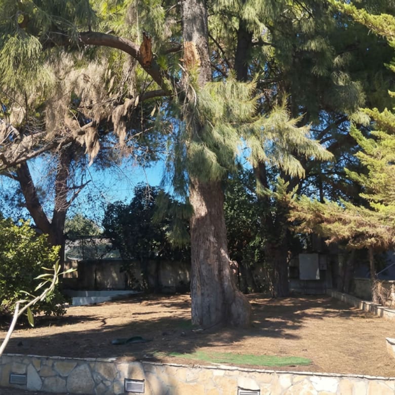 Mature tree and shaded outdoor area within the land plot, Pallini, Athens, Greece