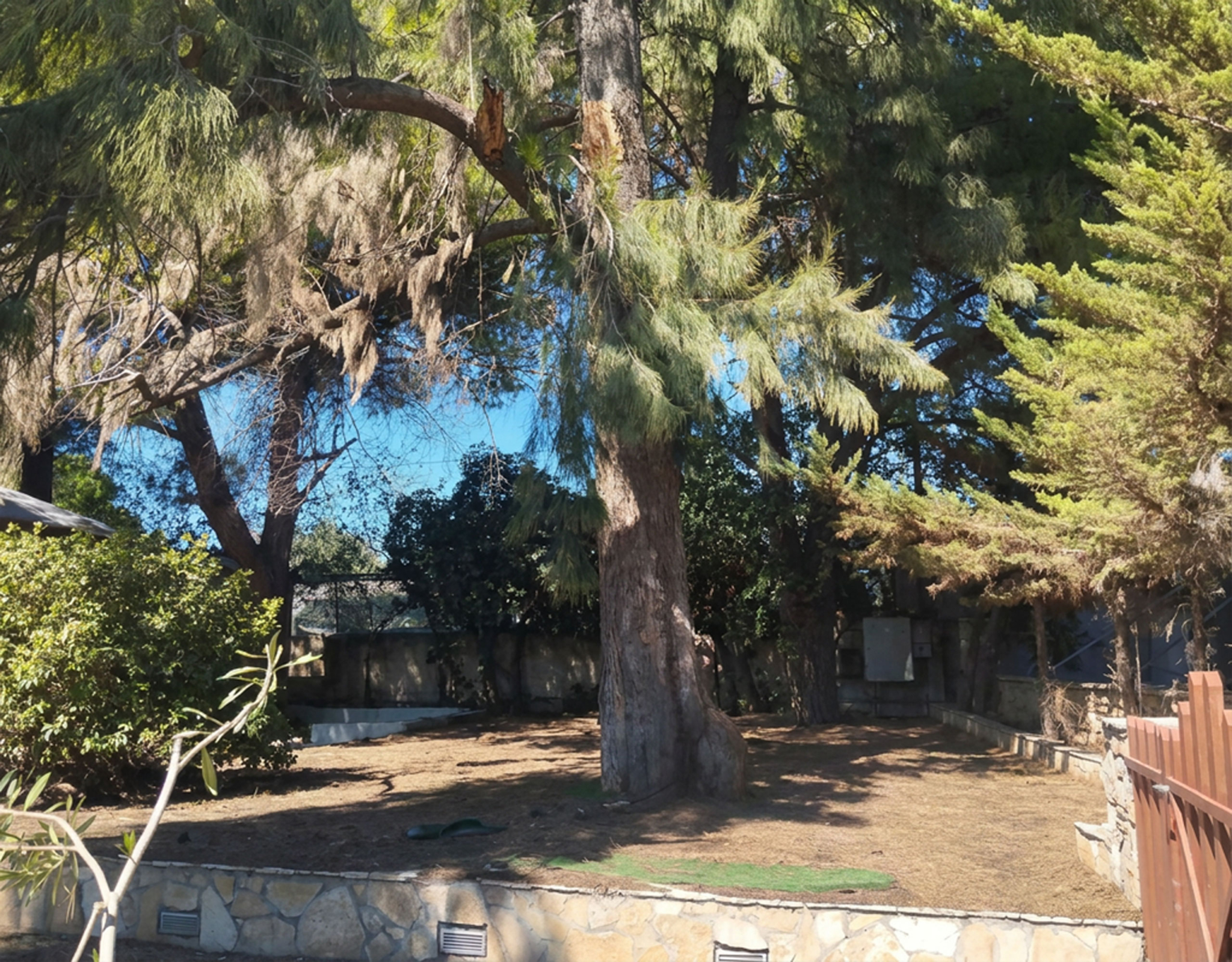 Pallini Mixed-Use Estate – Mature Tree And Shaded Area Mature tree and shaded outdoor area within the land plot, Pallini, Athens, Greece